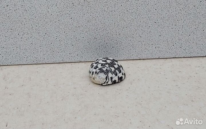 Нерита 2,8 морская ракушка раковина