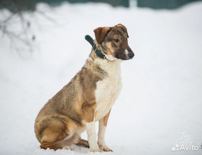 Самый верный друг