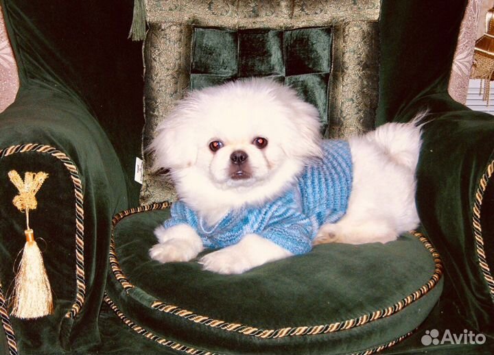 Домашняя передержка животных