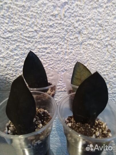 Замиокулькас Равен укорененные листья