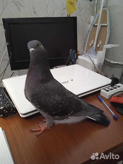 Голубка Яна молодая в Добрые руки