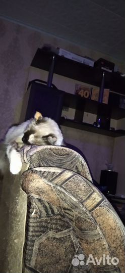 Случка кошки