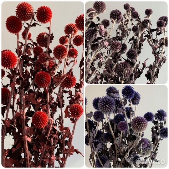 Сухоцветы в наличии