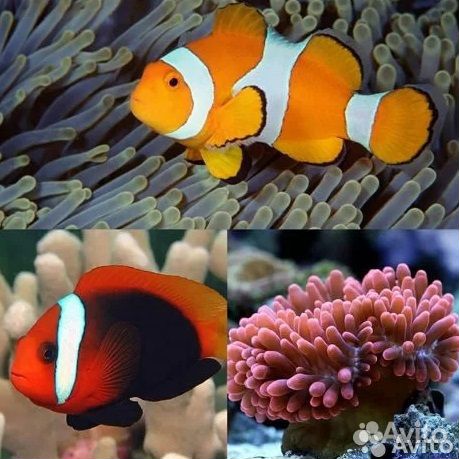 Морские рыбы, морские кораллы, морские актинии