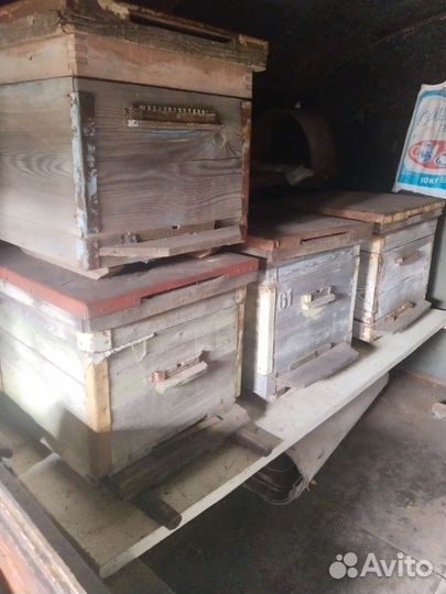 Пчелосемья