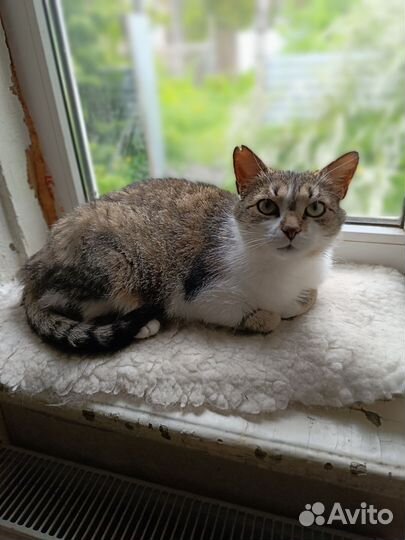 Кошка в дар