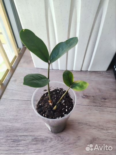 Замиокулькас