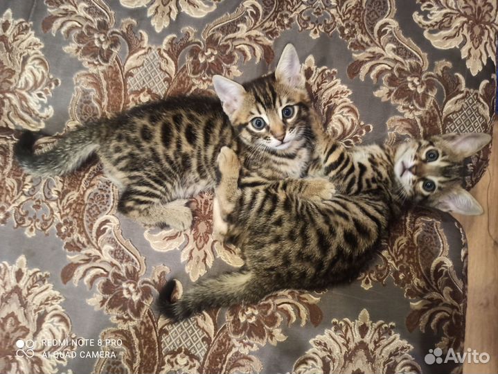 Бенгальская кошка