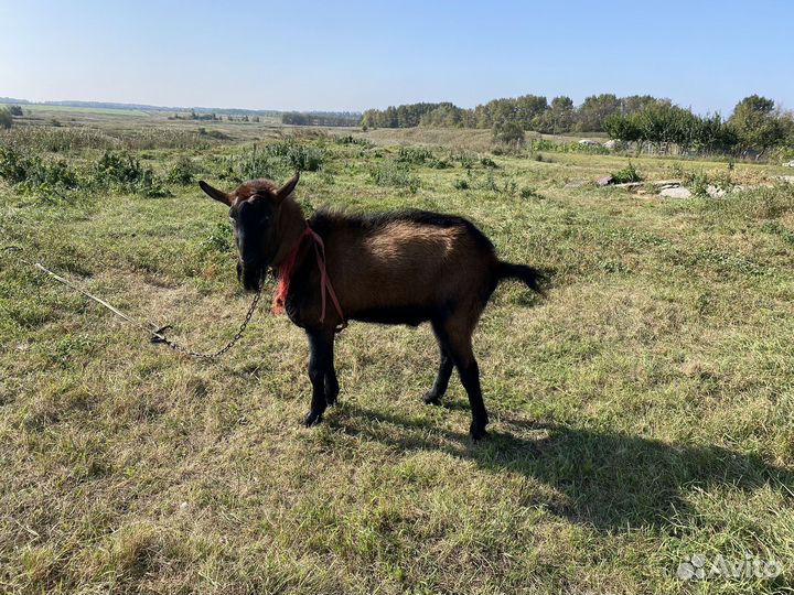 Продам козла на мясо