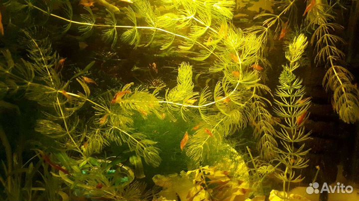 Креветка chery, сомики Анцитруса. Временно нет