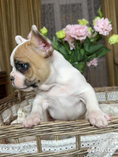 Французский бульдог щенки мини