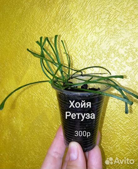 Хойя Retusa