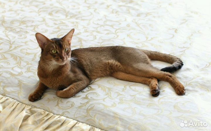 Вязка с абиссинским котом - чемпионом