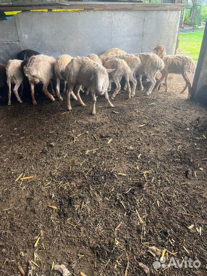 Телка 2 года