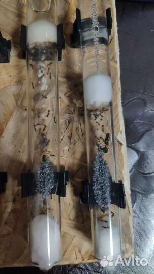 Муравьи для фермы