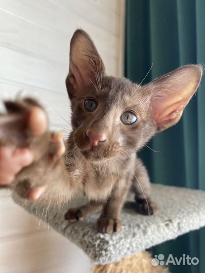 Ориентальные котята