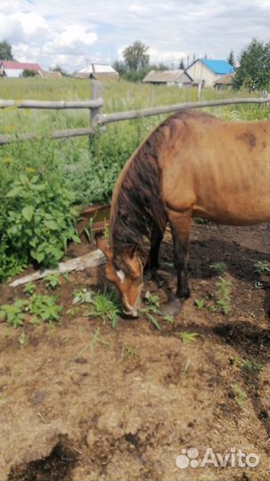 Кобыла с жеребенком