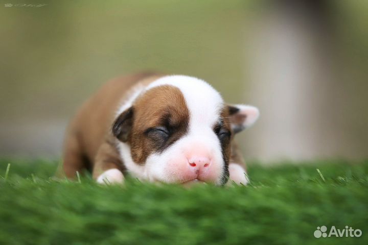 Щенки амстаффа