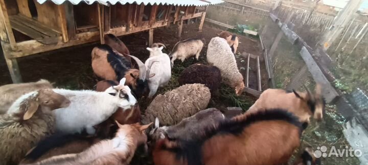 Сельхоз животные