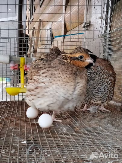 Виргинский перепел