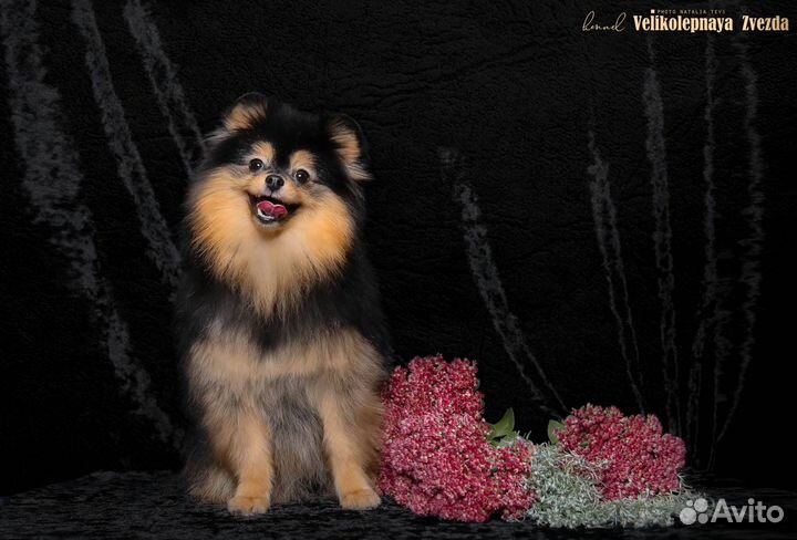 Померанский шпиц