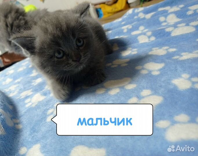 Шотландские котята