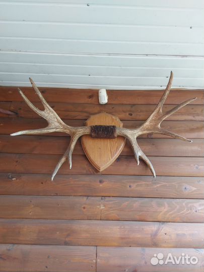 Продаю рога оленя и лося