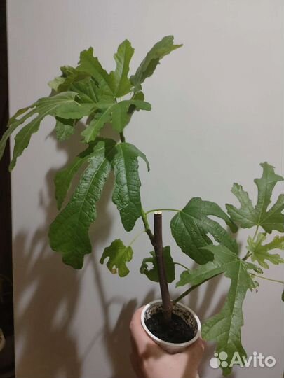 Саженцы инжира