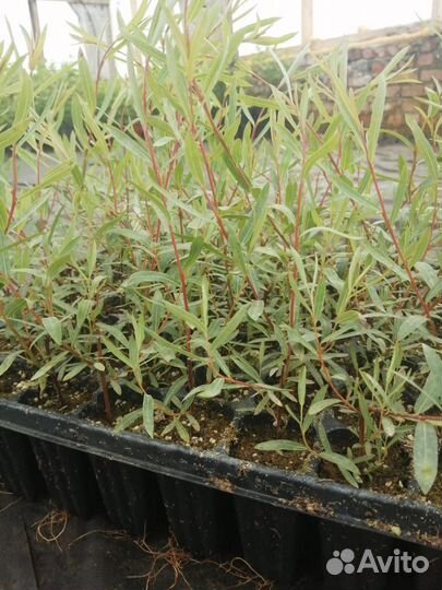 Чернозем,Навоз Крс,Перегной готовый,Земля,ЗИЛ 1-6т