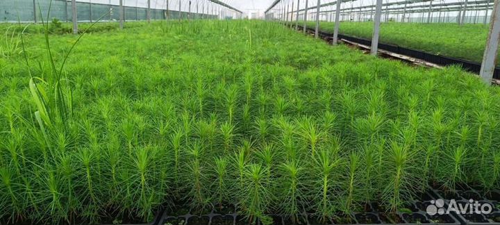 Сеянцы сосны зкс опт