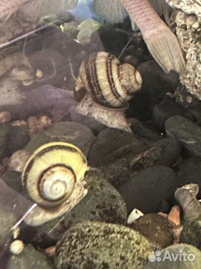 Улитки Спикси 
