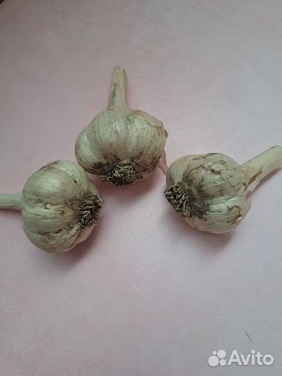 Чеснок нового урожая с грядки