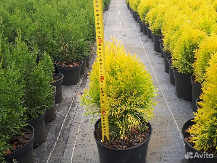 Туя западная Голден Смарагд