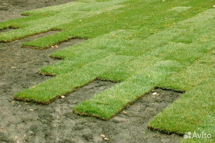 Свежая травка в наличии. Газон рулонный