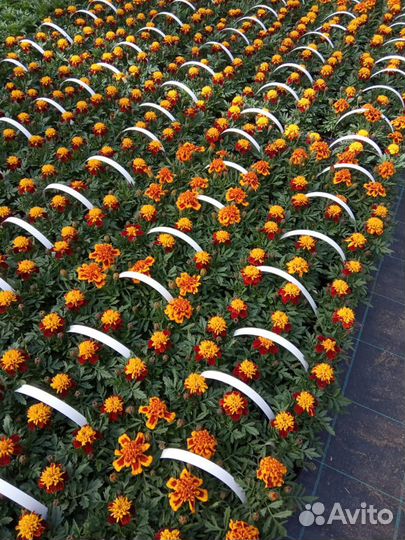 Рассада цветы, овощи, саженцы