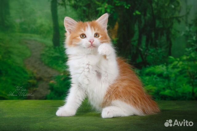 Породистые котята восхитительных окрасов объявление продам