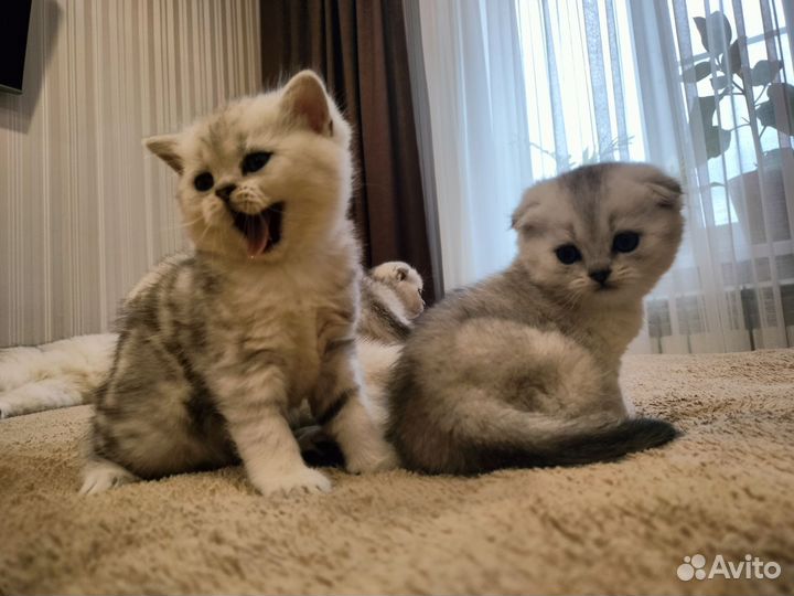 Котята-метисы