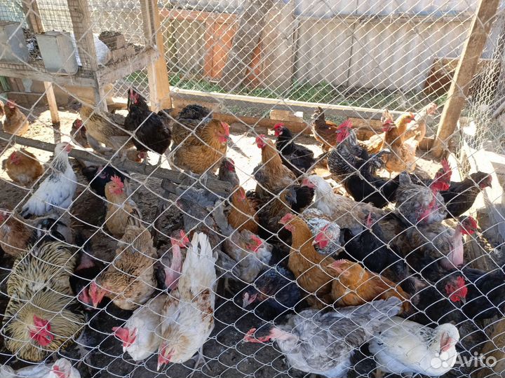 Куры несушки