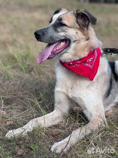 Собака Ласковый Микс