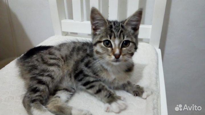 Котенок в добрые руки