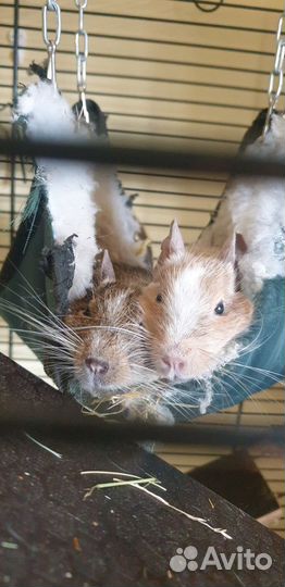 Белки дегу + клетка
