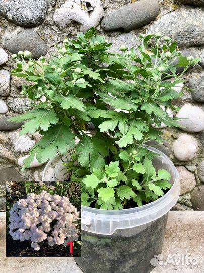 Хризантема мультифлора