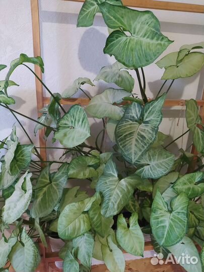 Сциндапсус, филодендрон, монстера манки лиф