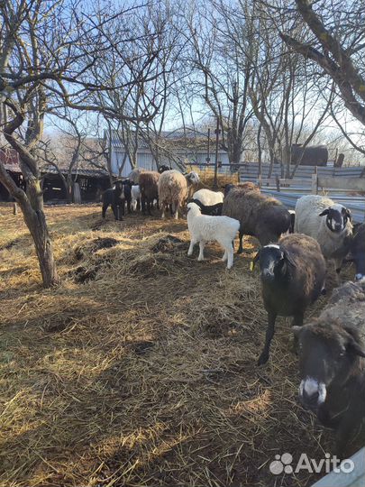 Курдючные овцы с ягнятами