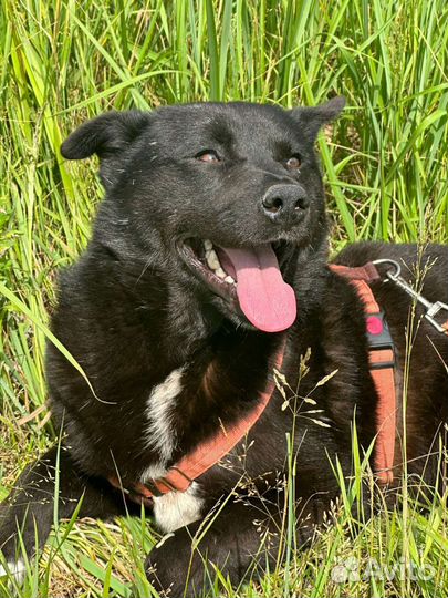 Настоящий Мишка из приюта