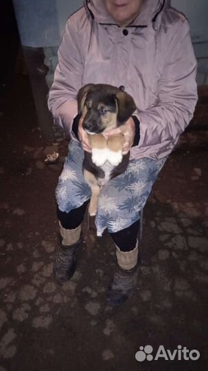 Вьетнамск вислобрюхий поросенок