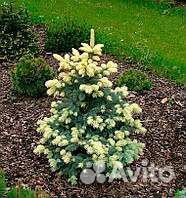 Ель беалобок