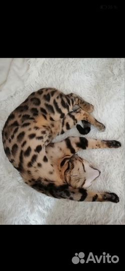 Бенгальский кот вязка