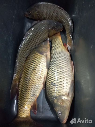 Рыба Карась. Сазан. Свежемороженная