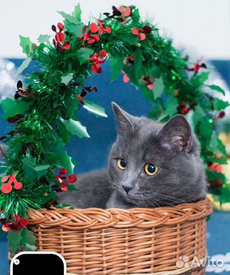 Котик